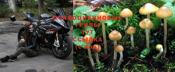 apvp Арсеньев